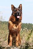 BERGER ALLEMAND 159